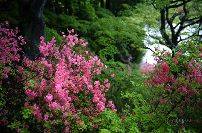 シグマ SIGMA 35mm F1.4 DG DN | Art ／ 奈良 宇陀 鳥見山のツツジ